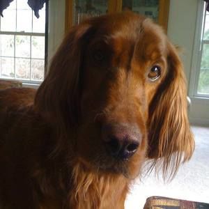 Meet your Posher, Ken